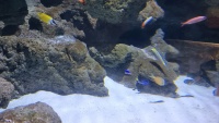Aquarium mit verschiedenen Fischen.